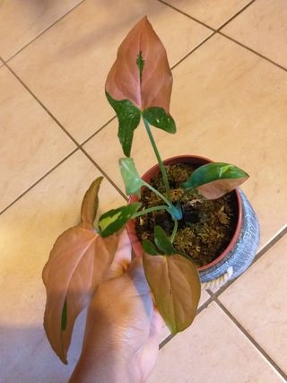 Pianta rara Syngonium Red Spot tricolore