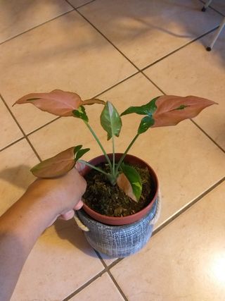 Pianta rara Syngonium Red Spot tricolore