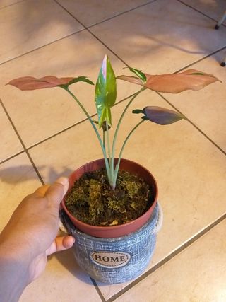 Pianta rara Syngonium Red Spot tricolore