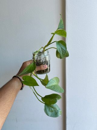 Muda de Pothos enraizada (jibóia)