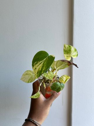 Muda Golden Pothos (Jibóia)