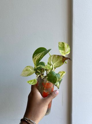 Muda Golden Pothos (Jibóia)