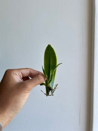 Sansevieria - Muda
