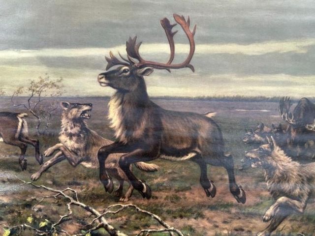 Mural escolar antiguo de ciervos y lobos