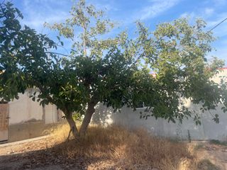 Ficus - Árbol frondoso