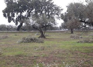 Terreno edificabile Cepagatti (PE)