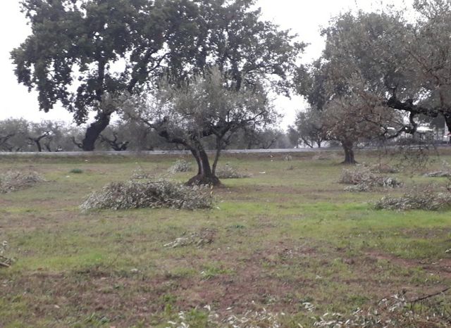 Terreno edificabile Cepagatti (PE)