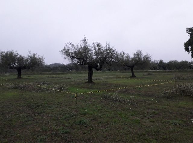 Terreno edificabile Cepagatti (PE)