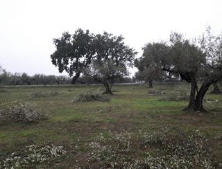 Terreno edificabile Cepagatti (PE)