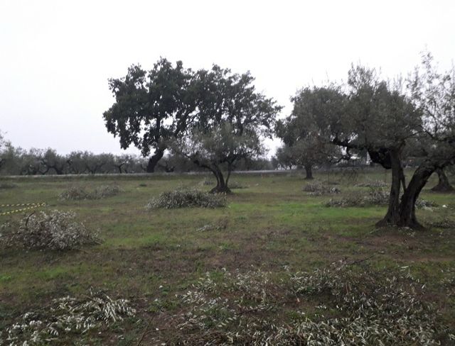 Terreno edificabile Cepagatti (PE)