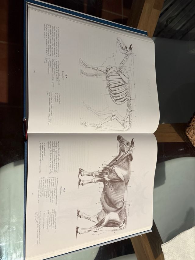 Escuela de Dibujo de Anatomia: Humana, Animal, com