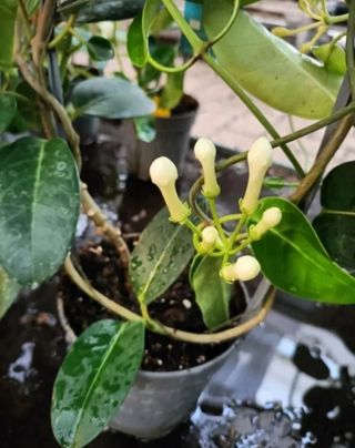 Gelsomino Profumato Floribunda Madagascar 