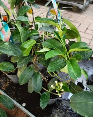 Gelsomino Profumato Floribunda Madagascar 