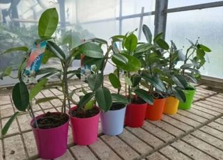 Gelsomino Profumato Floribunda Madagascar 