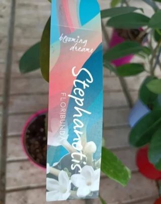Gelsomino Profumato Floribunda Madagascar 
