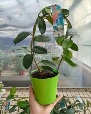 Gelsomino Profumato Floribunda Madagascar 