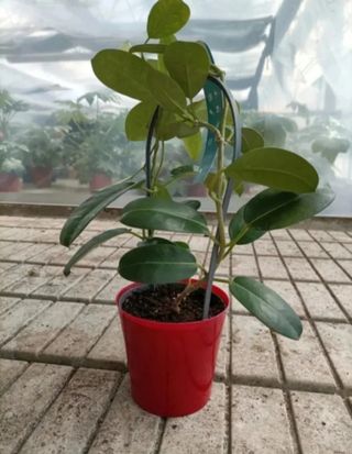 Gelsomino Profumato Floribunda Madagascar 