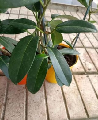 Gelsomino Profumato Floribunda Madagascar 