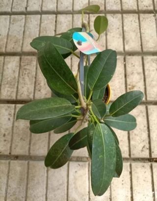 Gelsomino Profumato Floribunda Madagascar 