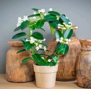 Gelsomino Profumato Floribunda Madagascar 
