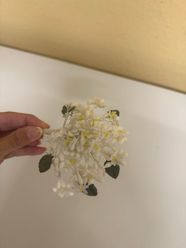 Azahar de dama o belleza adulta..