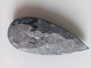 Fósil pulido Belemnite