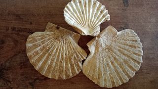 3 Conchiglie Fossili