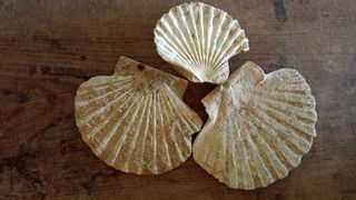 3 Conchiglie Fossili