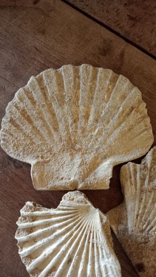 3 Conchiglie Fossili