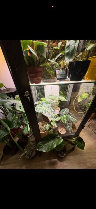 Vitrina convertida en invernadero retro negra