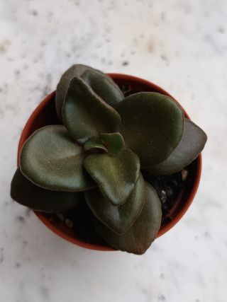 Kalanchoe garambensis Planta maceta 5 cms