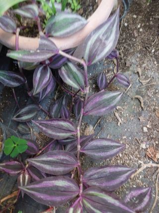 Pianta Tradescantia Zebrina costo 1.90 cadauno