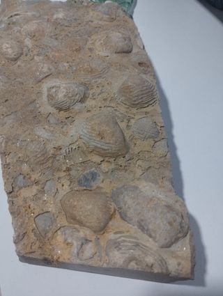Placa fósiles antiguos