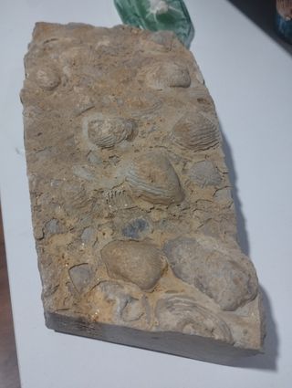 Placa fósiles antiguos