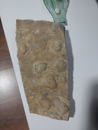 Placa fósiles antiguos