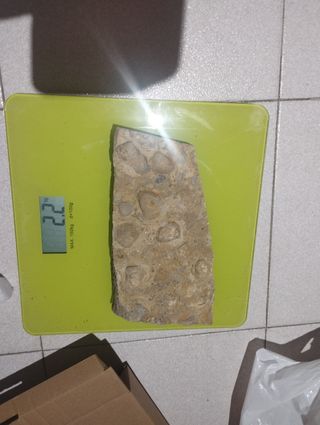 Placa fósiles antiguos