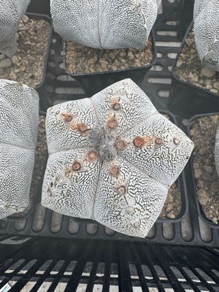 Astrophytum Myriostigma Kabuto - Cactus