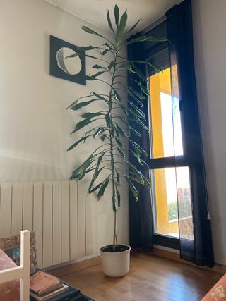 Planta Dracaena marginata alta