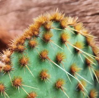 Opuntia aciculata: Resistente a heladas