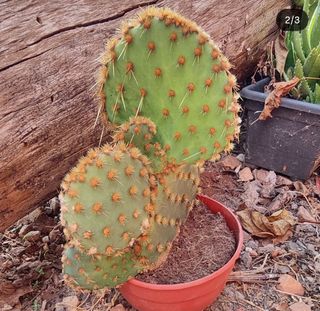 Opuntia aciculata: Resistente a heladas