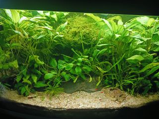 Acuario plantado 100L