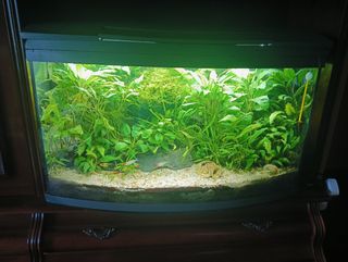 Acuario plantado 100L