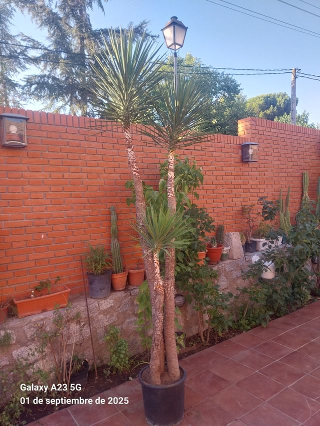 Yuca grande en maceta