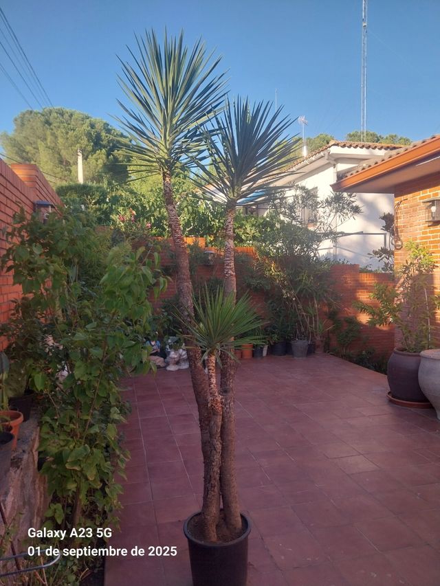 Yuca grande en maceta