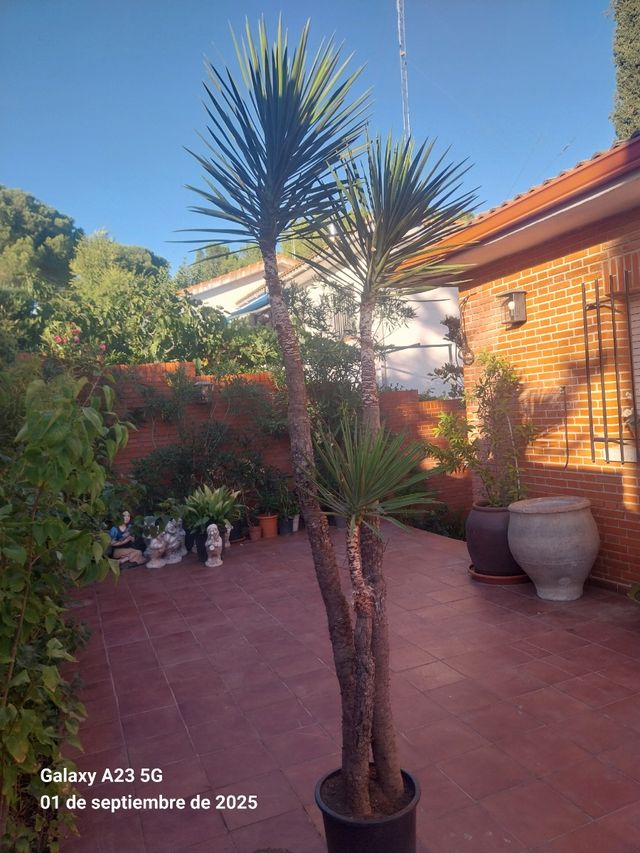 Yuca grande en maceta