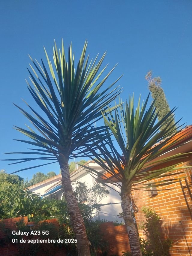 Yuca grande en maceta