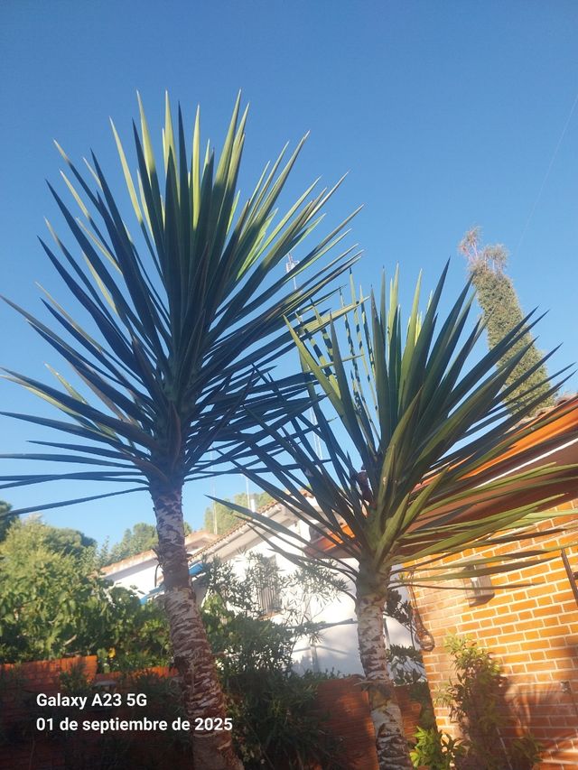 Yuca grande en maceta