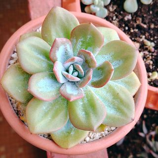Echeveria Cream Tea - Pianta Grassa 13cm