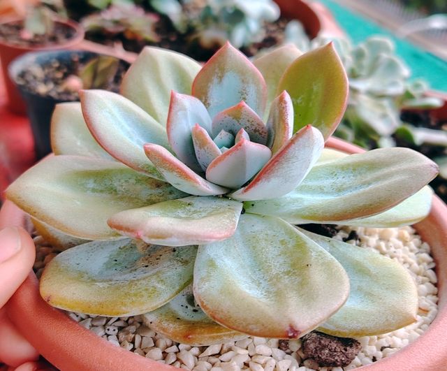 Echeveria Cream Tea - Pianta Grassa 13cm