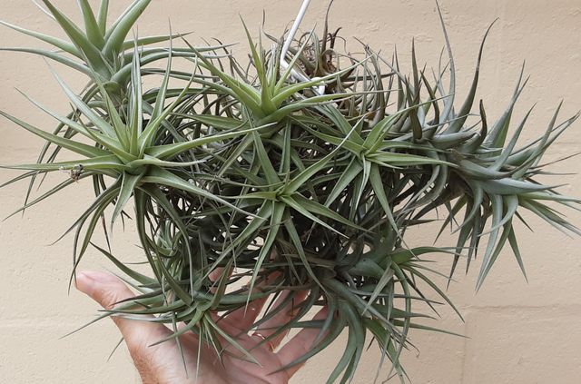 TILLANDSIA AÉREAS (CLAVEL DEL AIRE)